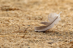 Isolated feather on the ground