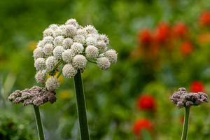 Coast Angelica bloom close up