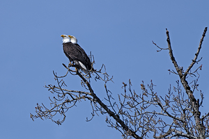 Bald Eagle Pair perfectly aligned