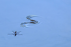 Water Striders on Lake Sammamish