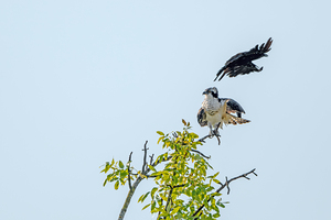 Osprey being strafed by an American Crow