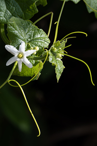 Wild cucumber Blossom close up