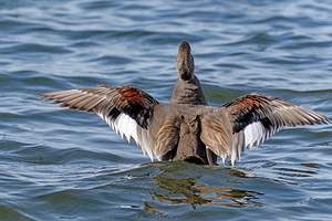 Male Gadwall wing display