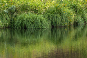 Dramatic green reflections of riverside plants