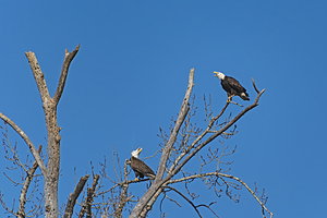 Bald Eagle Pair vocalizing to each other