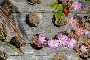 Tiny flowers in driftwood