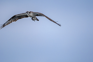 Osprey flying against clear blue sky with fish by Lisa von Biela