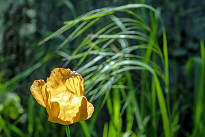Backlit orange tulip
