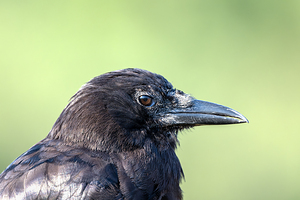 Close up profile of single American Crow