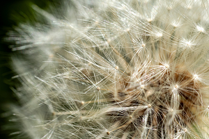 Close up of dandelion filaments