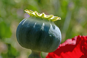 Close up of poppy seed capsule