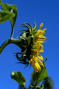 Sunflower against blue cloudless sky
