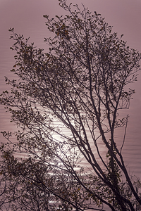 Silhouetted trees Ilwaco Harbor