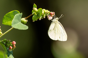 Cabbage Butterfly feeding while hanging from snowberry plant