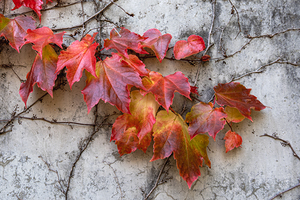 Fall leaves clinging to concrete wall