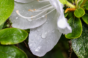 White azalea with rain drops