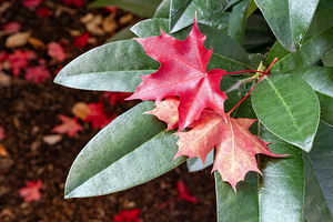 Fallen autumn leaves on living plant