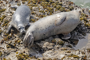 Seal pup and mom on rocks by Lisa von Biela