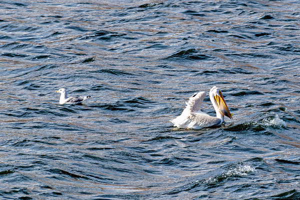 White Pelican with fish in pouch and fin showing Print