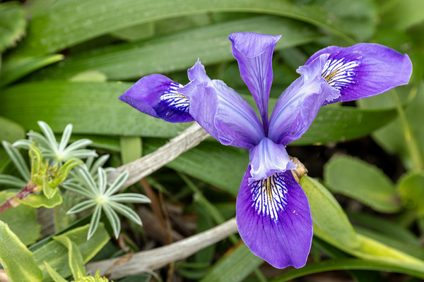 Close up of dwarf iris Print