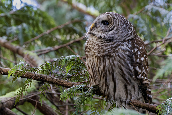 Barred Owl gazing up at the sky Print