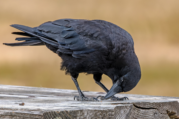 American Crow bending over for crumbs Print