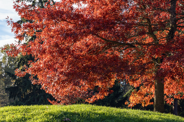 Backlit tree with fall foliage Print