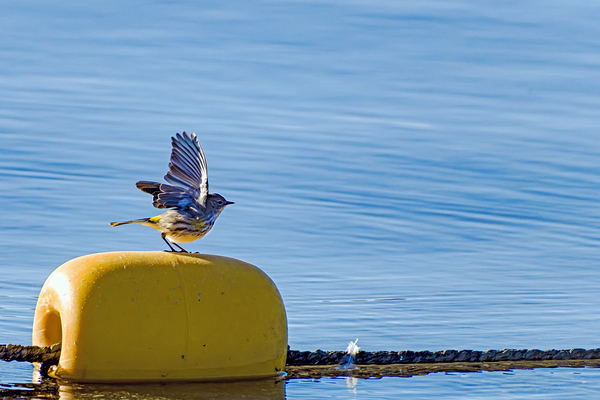 Golden crowned Kinglet Taking Off Print