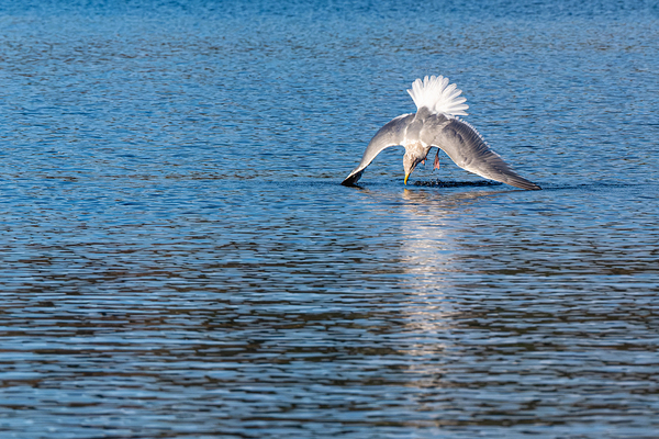 Gulls Dramatic Dive Print