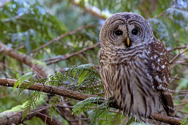 Barred Owl face forward perched in tree Print
