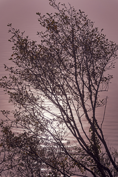 Silhouetted trees Ilwaco Harbor Print