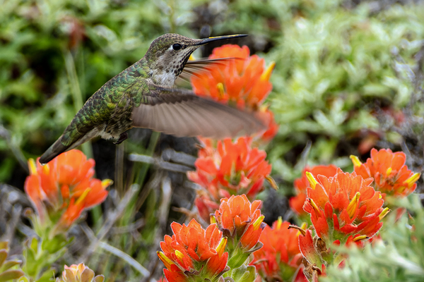 Hummingbird over orange flowers Print
