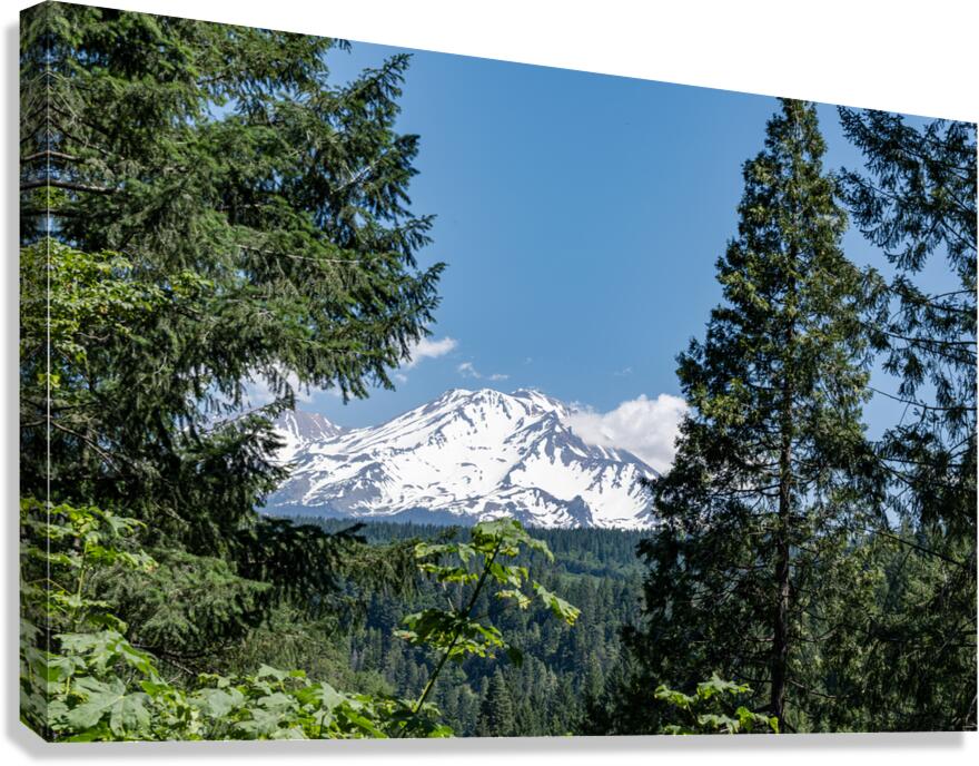 Mount Shasta framed with trees Canvas Print
