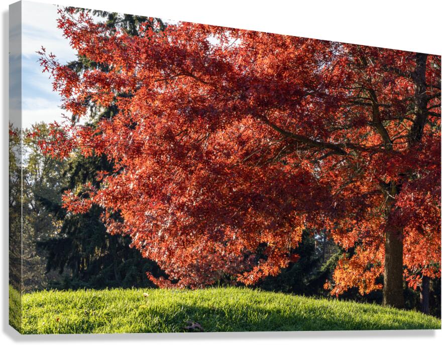 Backlit tree with fall foliage Canvas Print