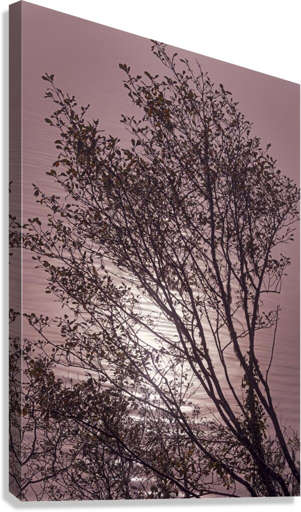 Silhouetted trees Ilwaco Harbor Canvas Print