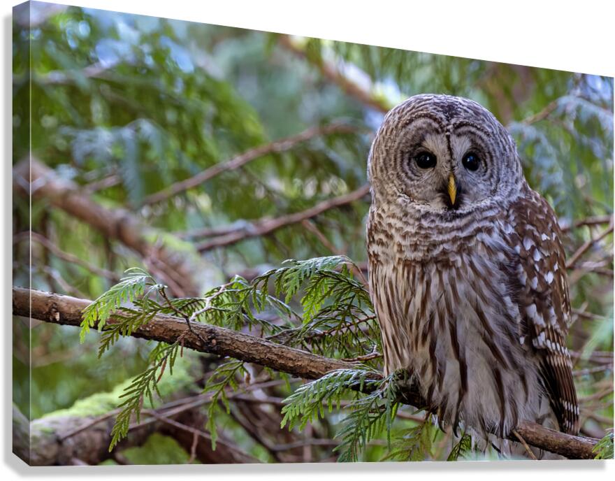 Barred Owl face forward perched in tree Canvas Print