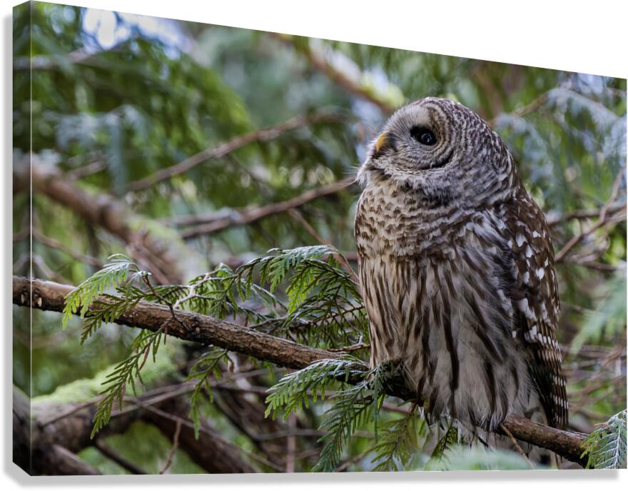 Barred Owl gazing up at the sky Canvas Print