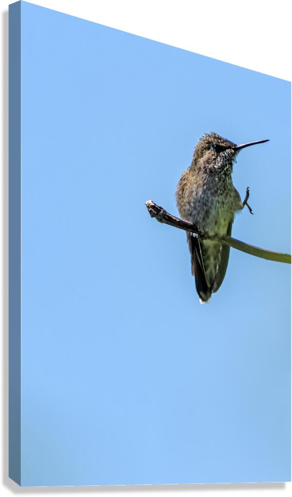 Perched hummingbird waving foot Canvas Print