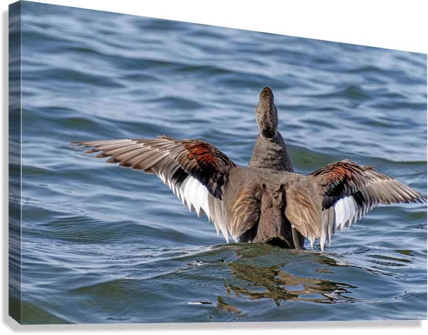Male Gadwall wing display Canvas Print