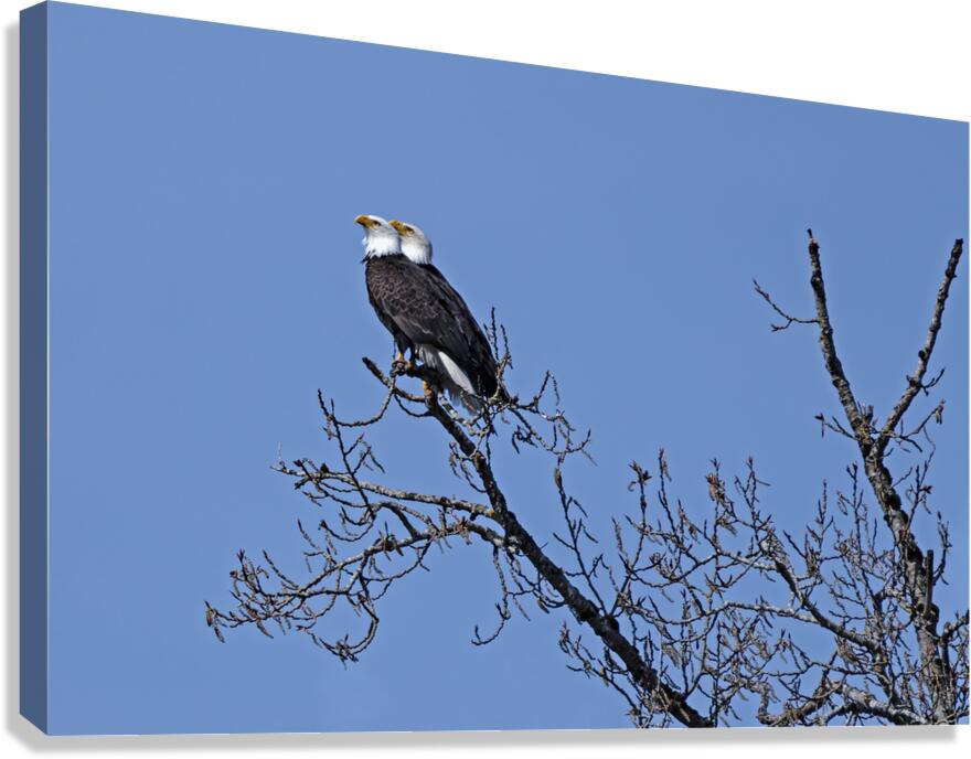Bald Eagle Pair perfectly aligned Canvas Print