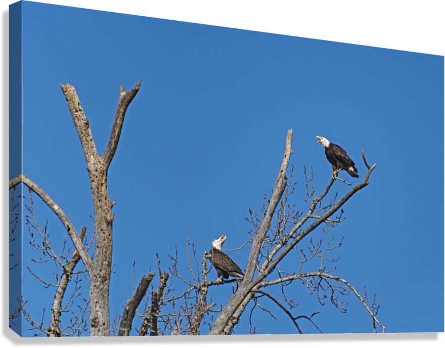 Bald Eagle Pair vocalizing to each other Canvas Print