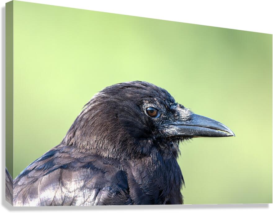 Close up profile of single American Crow Canvas Print