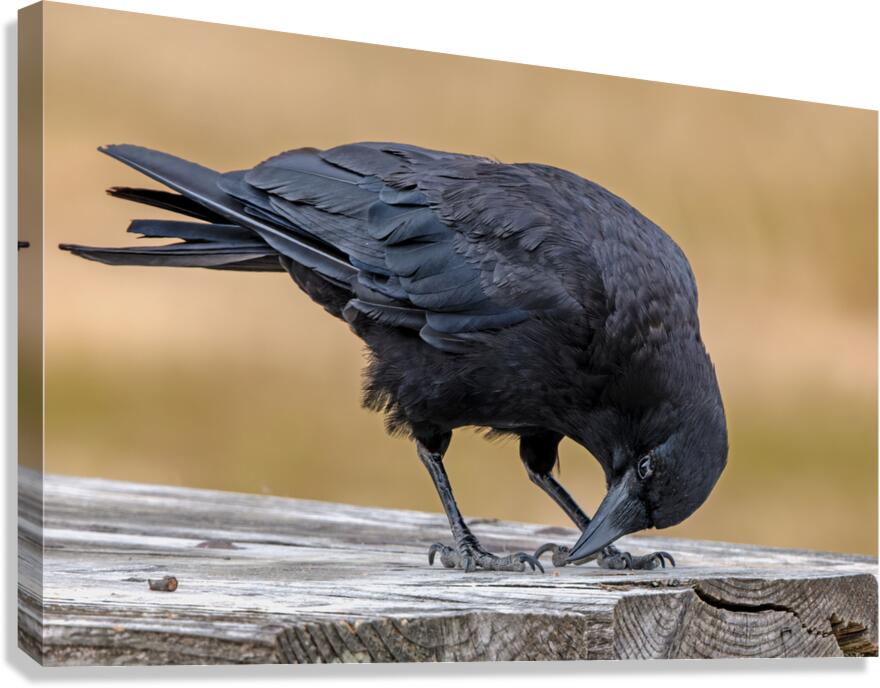 American Crow bending over for crumbs Canvas Print