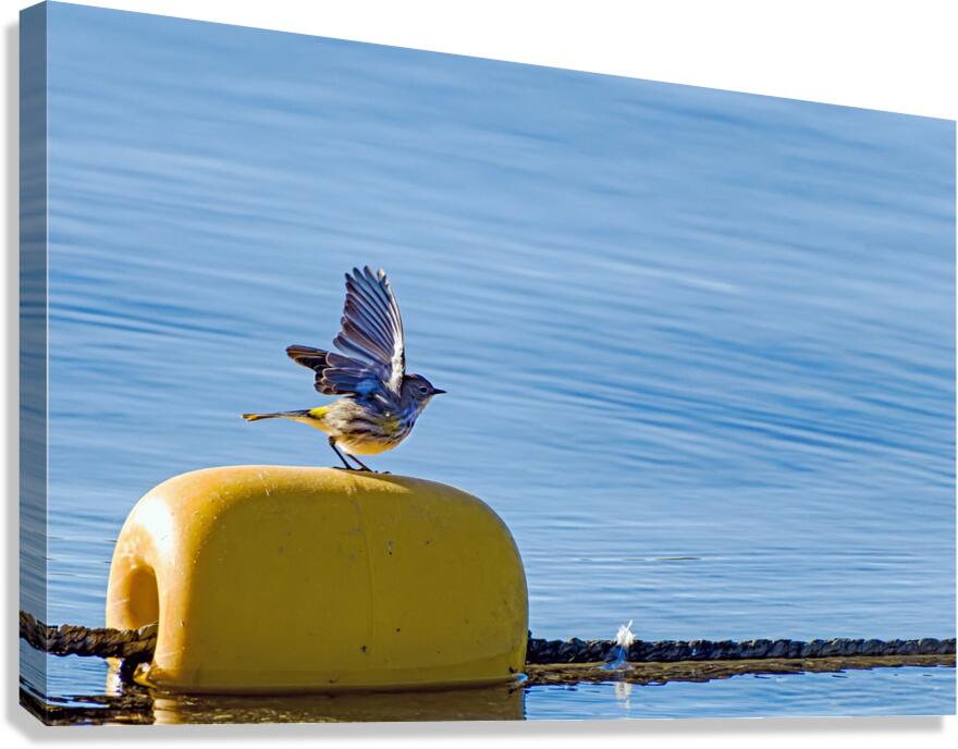 Golden crowned Kinglet Taking Off Canvas Print