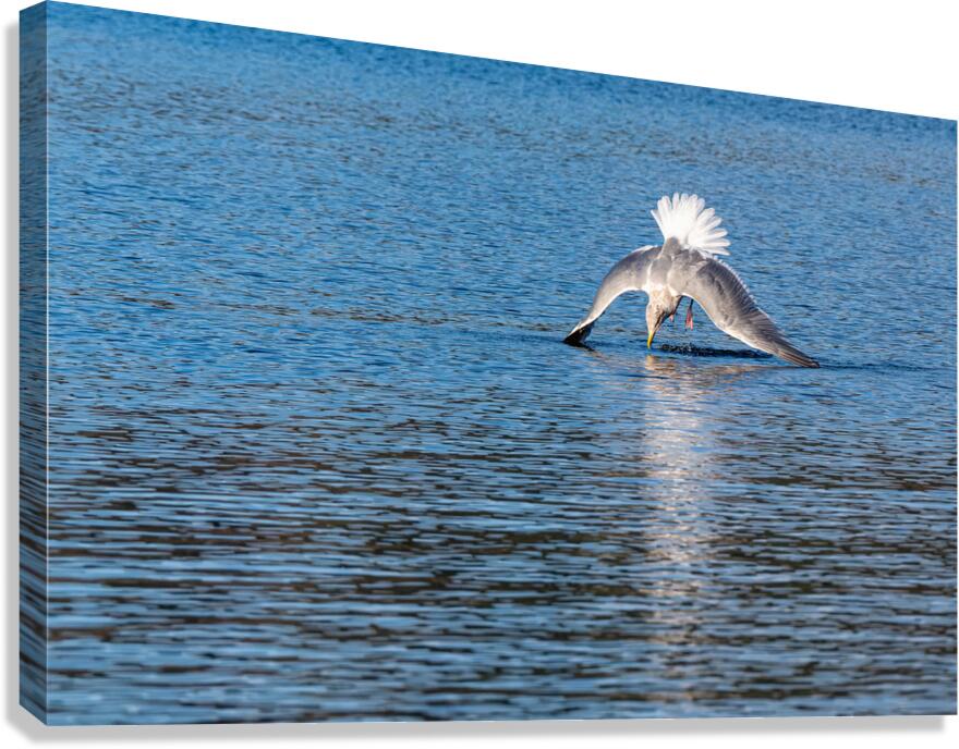 Gulls Dramatic Dive Canvas Print