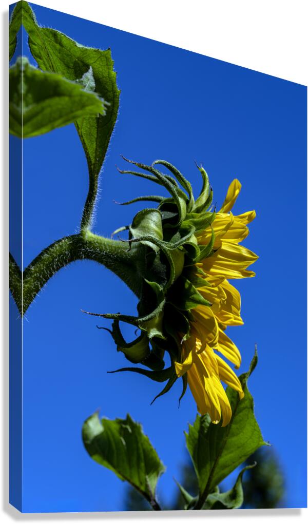 Sunflower against blue cloudless sky Canvas Print