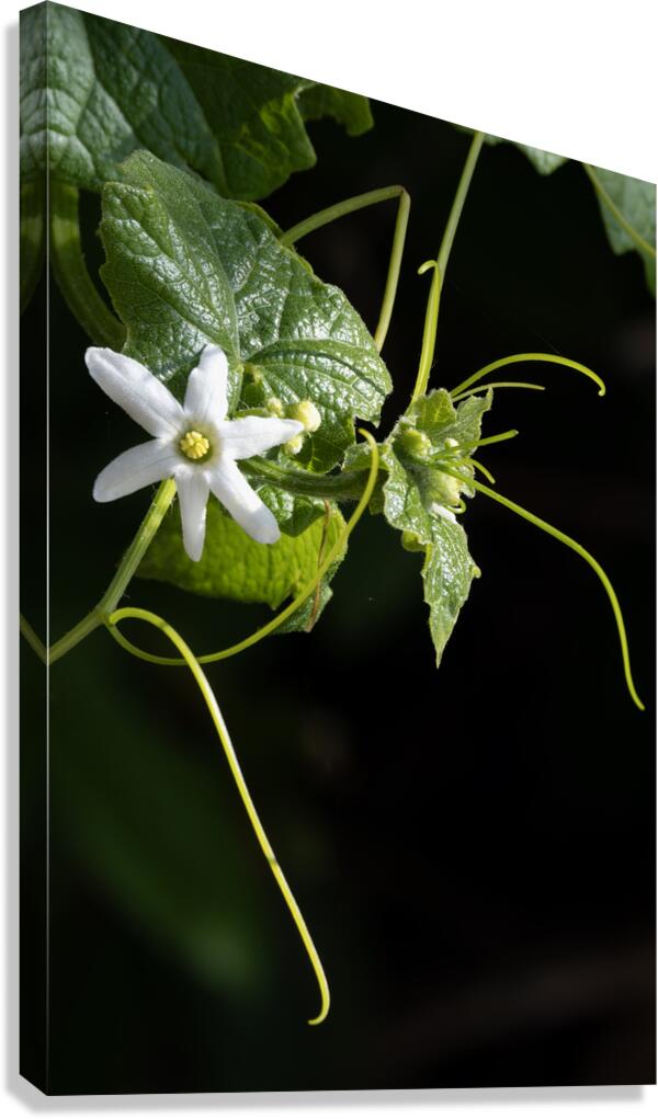 Wild cucumber Blossom close up Canvas Print