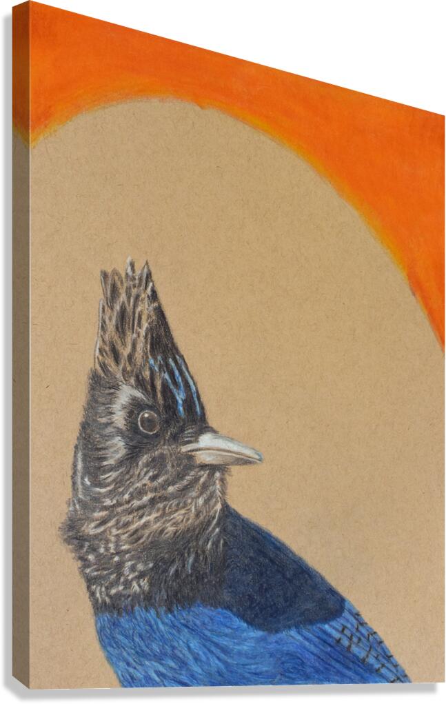 Blue Jay Canvas Print