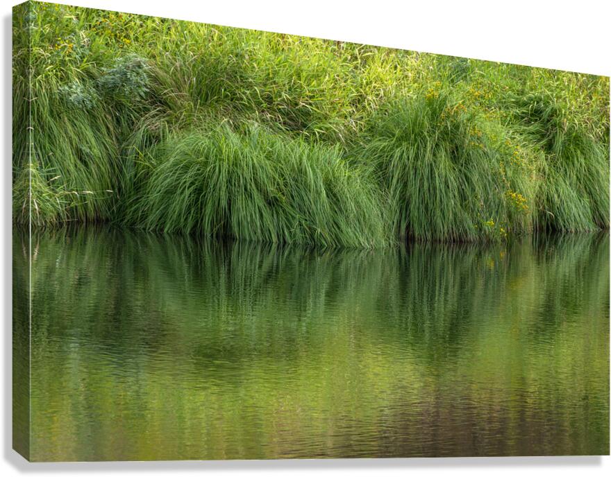 Dramatic green reflections of riverside plants Canvas Print