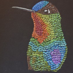 Fire throated hummingbird